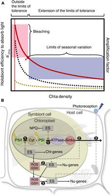 A Road Map for the Development of the Bleached Coral Phenotype